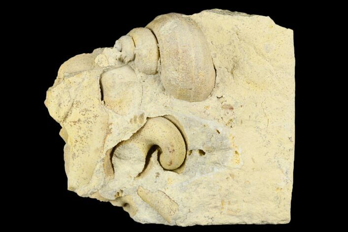 Ordovician Gastropod (Trochonema) Fossil - Wisconsin #174399